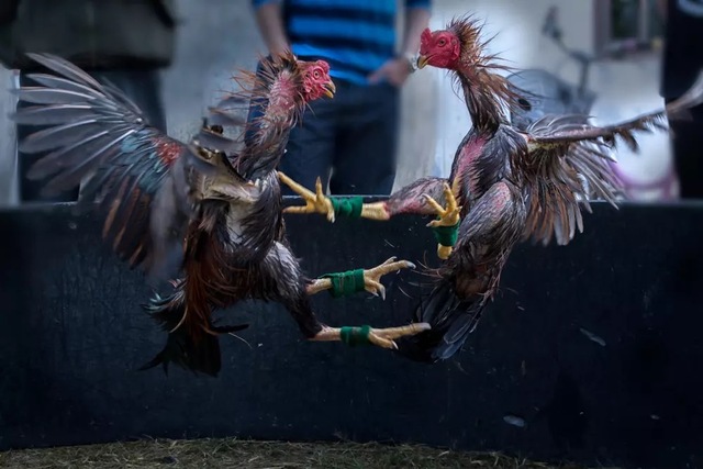 Trong những năm gần đây, hình thức đá gà trên mạng đã trở nên phổ biến hơn rất nhiều Trong những năm gần đây, hình thức đá gà trên mạng đã trở nên phổ biến hơn rất nhiều