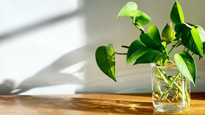 Mua hoa đặt trong phòng để hóa giải vận đen